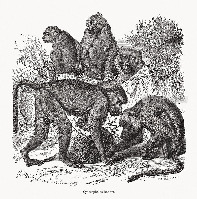 黄狒狒(Papio cynocephalus)，木刻，1891年出版